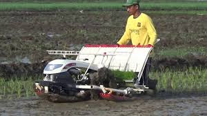 Cara menanam padi yang baik harus dilakukan secara sejajar dan rapi. Mesin Tanam Padi Modern Youtube