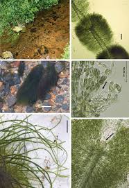 Image result for Anthospermum usambarense