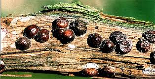 Image result for puklice švestková obrázek