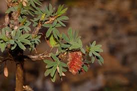 Image result for Kotschya strobilantha