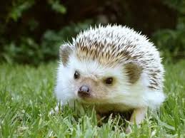 معلومات عن القنفذ منتدى اسلامي مفيد Animals Hedgehog Ferret