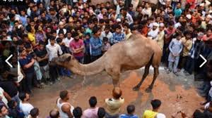 Camels have many adaptations that allow them to live successfully in desert conditions. Petition Maj Gen Retd Dr R M Kharb To Stop The Camel Slaughter In India Change Org