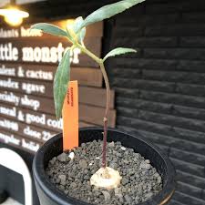 Image result for Dorstenia psilurus