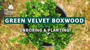 Water boxwood shrubs to keep the soil moist, not wet. Green Velvet Boxwood Unboxing Step By Step Planting Youtube