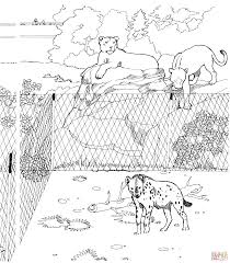 Search through 623,989 free printable colorings at getcolorings. Spotted Hyena And Lionesses In A Zoo Coloring Page Free Coloring Home