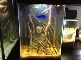 Angelfish And Betta Fish: Not Compatible - Betta Source