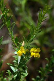 Image result for Pearsonia