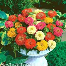 Check spelling or type a new query. Jardin D Interieur Zinnia Nain Commun Pepito Jeune Et Age Pour Culture En Interieur Et Sur Balcon 60 Graines Zinnia Elegans Garden Seeds Market Livraison Gratuite