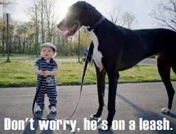 Don T Worry He S On A Leash Kopek Hayvanlar Panda