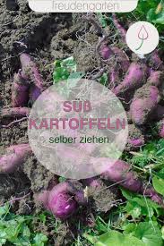 Susskartoffeln Vorziehen Und Anbauen In 2020 Susskartoffeln Anbauen Gemusegarten Anlegen Pflanzen