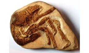 Image result for Glyphaea