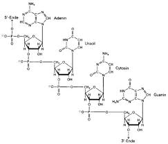 Remdesivir may also be used for purposes not listed in this medication guide. Ribonucleinsauren Lexikon Der Biologie