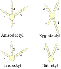 Some hollow bird bones are even equipped with cross walls which provide extra strength like internal struts in airplane wings. Bird Anatomy Wikipedia
