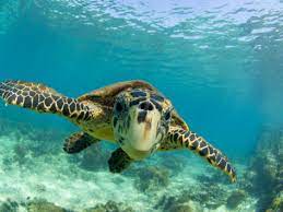 Down syndrome is the most common genetic cause of severe learning. Sea Turtles Part 2 Disease Predators And Conservation National Marine Life Center