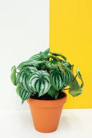Image result for Peperomia molleri