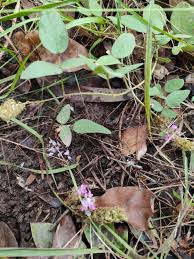 Image result for Uraria