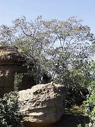 Image result for Croton gratissimus