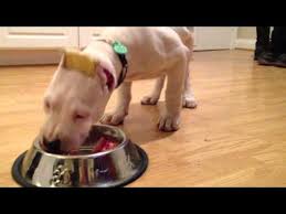 raw diet dogo argentino eats her first raw meal 9 weeks