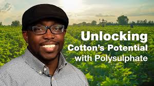 Acreage Survey: Cotton Acres Rein In Slightly for 2020