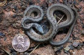 Snake Control Walter Reeves The Georgia Gardener0 Very Informative With Lots Of Identification Pics And Links Garden Snakes Snake Georgia Gardening