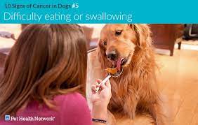 Liver cancer is less common than metastatic cancer in dogs, but can and does occur. 10 Signs Of Cancer In Dogs
