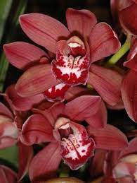Burgundy Cymbidium Cymbidium Orchids Orchids Burgundy Flowers