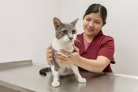 We area a full service medical facility for you pets. Ambassador Veterinary Hospital 13 Photos 18 Reviews Veterinarians 3714 Kennedy Blvd Union City Nj United States Phone Number