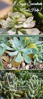 Recognizing Understanding Signs Of Succulent Problems The Succulent Eclectic Succulents Succulent Display Succulent Care