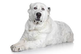 Check spelling or type a new query. Central Asian Shepherd Dog Dog Breed Information American Kennel Club