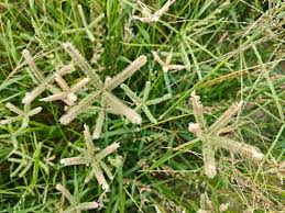 Image result for Dactyloctenium aegyptium