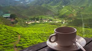 Boh tea plantation is the biggest in the country and the views over there are to die for. 3h2m Terokai Tanah Tinggi Cameron Ground Tripfez Travel
