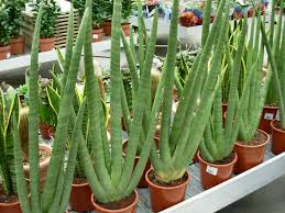 Image result for Marsdenia angolensis