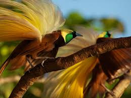 Uk Birds With Yellow Feathers Pin On Amazing Science Pictures Articles