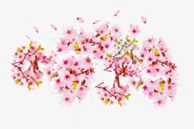 Though, i might be branching off to other couples now, and if you have any requests of what you'd like to see, just ask. Sakura Png Transparent Cherry Blossom Flower Png Download Kindpng