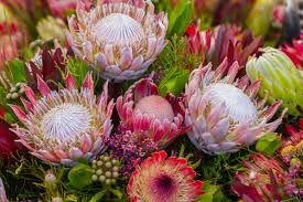 Image result for Protea