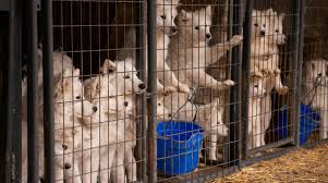 Browse thru our id verified puppy for sale listings to find your perfect puppy in your area. Pet Stores Connecticut S Pipeline To Misery Connecticut Votes For Animals