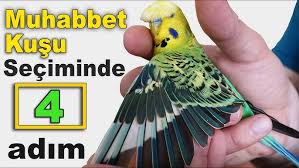 Budgie Sounds Meaning Youtube
