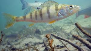 380 gr filetto pesce persico 400 gr patate sale e pepe erbetta a. Come Cucinare Il Pesce Persico Idee Green