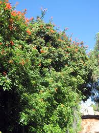 Image result for Tecoma capensis