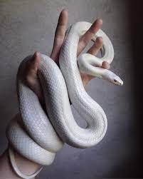 notitle art art notitle https reptiles pntrend com p 3622 pet snake corn snake snake