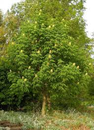 General info on horsechestnut trees. Plantfiles Pictures Ohio Buckeye Horse Chestnut Autumn Splendor Aesculus By Killdawabbit