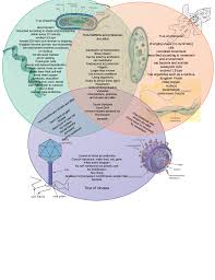 Bacteriavsvirusevsprotozoanthis One Page 1 Png Venn Diagram Diagram Diagram Design