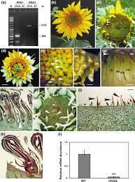 View the profiles of people named dfbdfbdfb dbdfb. The Ha Roxl Gene Is Required For Initiation Of Axillary And Floral Meristems In Sunflower Basile 2019 Genesis Wiley Online Library