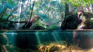 With a walk through the rain forest, a stop over at danger falls where you could swim if you desired and then finished off the day with wine tastings at a vineyard. Coffs Harbour Weather Funeral Notices And More In The One Place Daily Telegraph