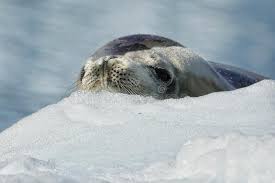 The Amazing Animals Of Antarctica There Isn T Much Life In The Antarctic Apart Ad Antarctica Life Amazing Animals Creatures A Antarctic