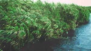 Image result for Phragmites australis
