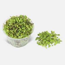 Image result for Azolla