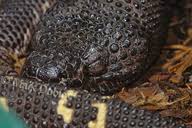 Image result for Centrolene heloderma