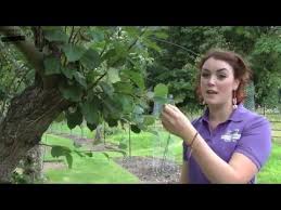 Let it serve as a reminder that fall is not the right time to trim trees and shrubs, even though the fallen leaves have. Summmer Pruning A Video Guide To Summer Pruning Fruit Trees For Beginners Youtube
