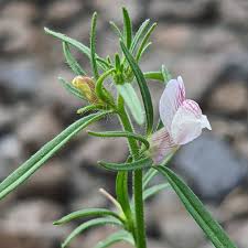 Image result for Misopates